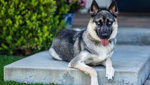 Shepsky Mixed Dog Breed Pictures Characteristics Facts