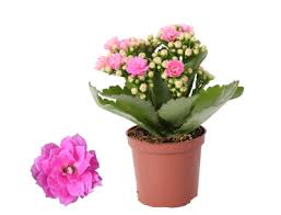 Image result for Kalanchoe rosalina