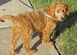 Then, you must be curious about the size of full grown mini goldendoodle. Miniature Goldendoodle Golden Retriever Poodle Mix Info Pictures