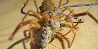 The llama, the alpaca, the guanaco. Dangerous Camel Spider Can Eat Human Flesh