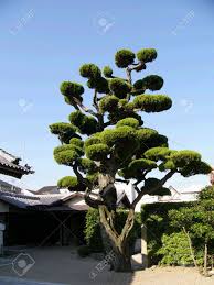 The 'ivory silk' cultivar has received the pennsylvania horticultural society's gold medal award and was named tree of the year by the society of municipal arborists in 1997. Japanese Tree In The Temple Backyard In Kyoto Japan Stock Photo Picture And Royalty Free Image Image 621180