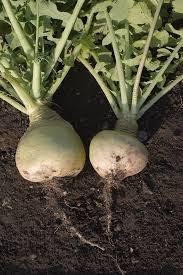 Tokyo Turnip Raw Or Steamed Harvest To Table Turnip Turnip Recipes Root Vegetables