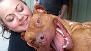 Reprieve for a woman fighting to keep her dog from being destroyed