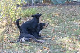 Erste merkmale einer geschlechtsreifen katze ist meist ein gesteigertes kuschelbedürfniss. Warum Bespringt Meine Hundin Manchmal Andere Hunde