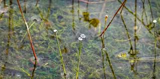 Image result for Eriocaulon