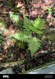 Image result for Ctenitis