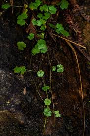 Image result for Hydrocotyle sibthorpioides