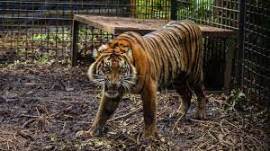 Indonesia divides into two ecological regions; Indonesia Tigers Zookeeper Killed After Endangered Animals Escape Bbc News