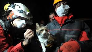 29 Saatin Ardindan Enkazdan Arama Kopeginin Buldugu Kedi Kurtarildi Umut Ismi Verildi A3 Haber