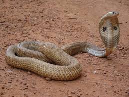 17 Species Of Elapids Amazing Snakes In 2020 Snake Snake Lovers Snake Venom