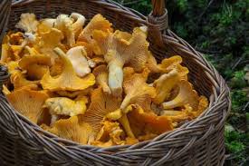 Impara a riconoscere i funghi velenosi che si trovano comunemente; Funghi Gialli Quali Sono Buoni E Quali Velenosi Idee Green