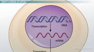 Practice with mrna trna codons answer key displaying top 8 worksheets found for this concept. Role Of Mrna In Protein Synthesis Video Lesson Transcript Study Com
