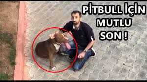 Barinakta Ki Pitbull Icin Mutlu Son Beklenen Video Youtube