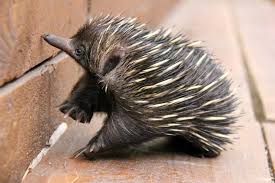 Hand Reared Baby Echidna Puggle At Taronga Zoo Sydney Australia This Is One Of The Rarest Animals In The World As It I Echidna Puggle Echidna Cute Baby Animals