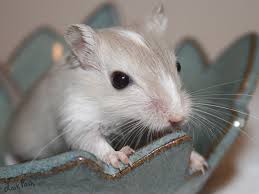 Phú Nhuận: chuyên bán gerbil (chuột nhảy) giá cực rẻ - 22