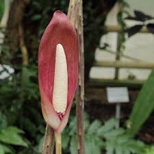 Image result for Anchomanes giganteus