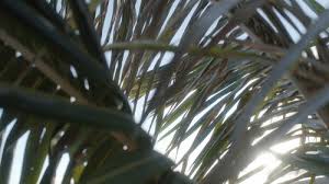 Also has a gripping quality on the sides of the case. 20 000 Best Palm Tree Videos 100 Free Download Pexels Stock Videos