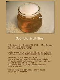 Natural Garden Pest Control Fruit Flies Fruit Flies In House Fruit Fly Trap