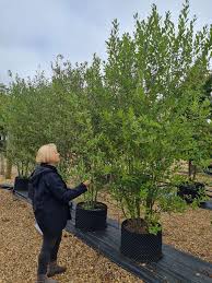 Image result for Goat Willow