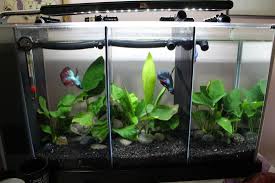 Are divided tanks good for bettas? Bycaitlin Dividing Fish Tanks