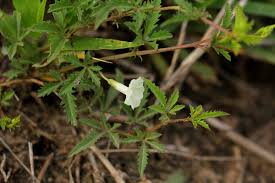 Image result for Ipomoea coptica