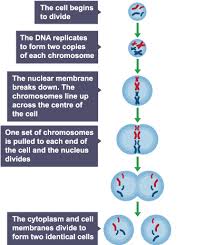 It is extremely easy to use and find a topic you need extra help with or a topic you want to be tested on. Http Bishopschester Co Uk Wp Content Uploads 2020 05 Biology Transition From Gcse To A Level Pdf