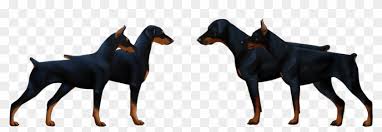 Maybe you would like to learn more about one of these? Dobermann Or Dobermann Pinscher European Doberman Vs American Doberman Clipart 3295151 Pikpng