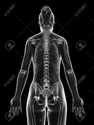 We did not find results for: Transparent Female Skeleton Back Stock Photo Picture And Royalty Free Image Image 23222320