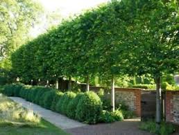 Buds of the fastigiate hornbeam about to break into leaf. American Hornbeam Tree Carpinus Caroliniana Quart Pot Ebay