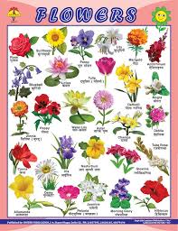 Flower Name In Marathi Best Flower Site