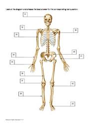 Musculoskeletal System Test And Answer Key By Heather Crain Tpt