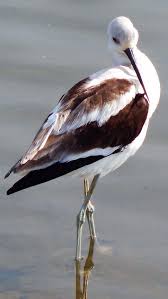 Sea Birds Of Cape Cod Pin By Gabriel Vazquez On Oiseaux Pet Birds Bird Species Tropical Birds