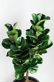 Download Premium Image Of Fiddle Leaf Fig Plant On An Off White Background In 2020 Fig Plant Fiddle Leaf Fig Plants