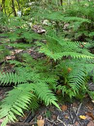 Image result for Pteris tripartita