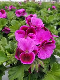Image result for Geranium vagans