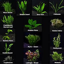 Aquatic plants are used to give the freshwater aquarium a natural appearance, oxygenate the water, absorb ammonia, and provide habitat for fish, especially fry (babies) and for invertebrates. Fresh Water Lessons Blendspace
