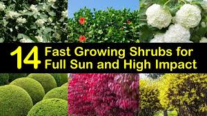 We did not find results for: 14 Fast Growing Shrubs For Full Sun And High Impact