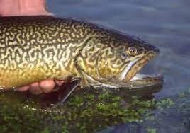 Tiger Trout Bill Byrne Ma Division Of Fisheries And Wildlife Trout Fish Fly Fishing
