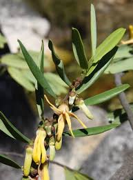 Image result for Xylopia gracilipes