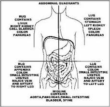 Abdominal quadrants are a way of sectioning internal organs into four regions for diagnostic, and descriptive purposes. The 4 Abdominal Quadrants Regions Organs Video Lesson Transcript Study Com