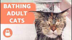 To combat this potential issue, hohenhaus suggests not always feeding. My Cat Smells Like Death Bad Breath And Other Causes