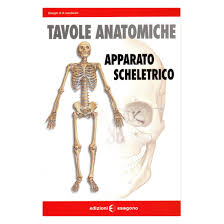 Nel nostro corpo ci sono circa 200 ossa che, nel loro insieme, costituiscono lo scheletro, l'impalcatura del nostro organismo. Tavole Anatomiche Apparato Scheletrico Scheda