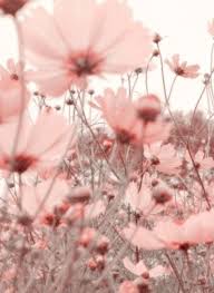 Untitled In 2020 Flower Wallpaper Flower Aesthetic Pastel Pink Aesthetic