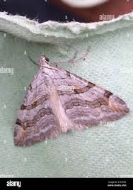 Image result for Aplocera efformata