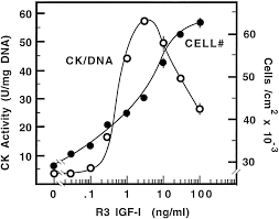 Ck harp & associates, llc. The Mitogenic And Myogenic Actions Of Insulin Like Growth Factors Utilize Distinct Signaling Pathways Journal Of Biological Chemistry