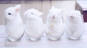 Résultat de recherche d'images pour "image bébé lapin"
