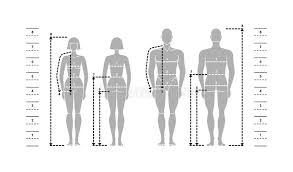 Size Chart For Women Stock Vector Illustration Of Body