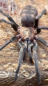 Image result for Pycnosphaera