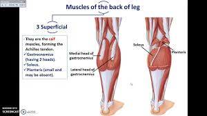 Want to learn more about it? Grybas Kilnojamasis LiemenÄ— Leg Back Comfortsuitestomball Com