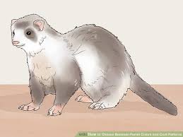 How To Choose Between Ferret Colors And Coat Patterns 13 Steps